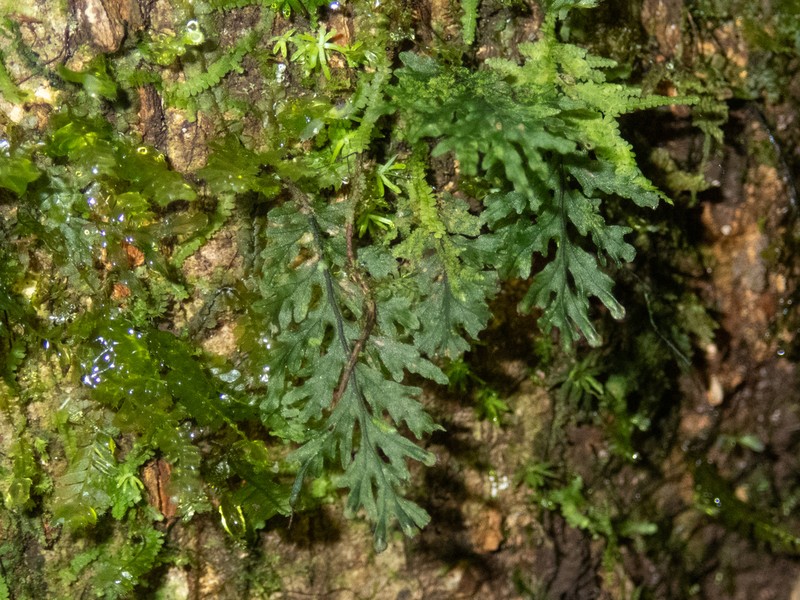 Hymenophyllum maxonii