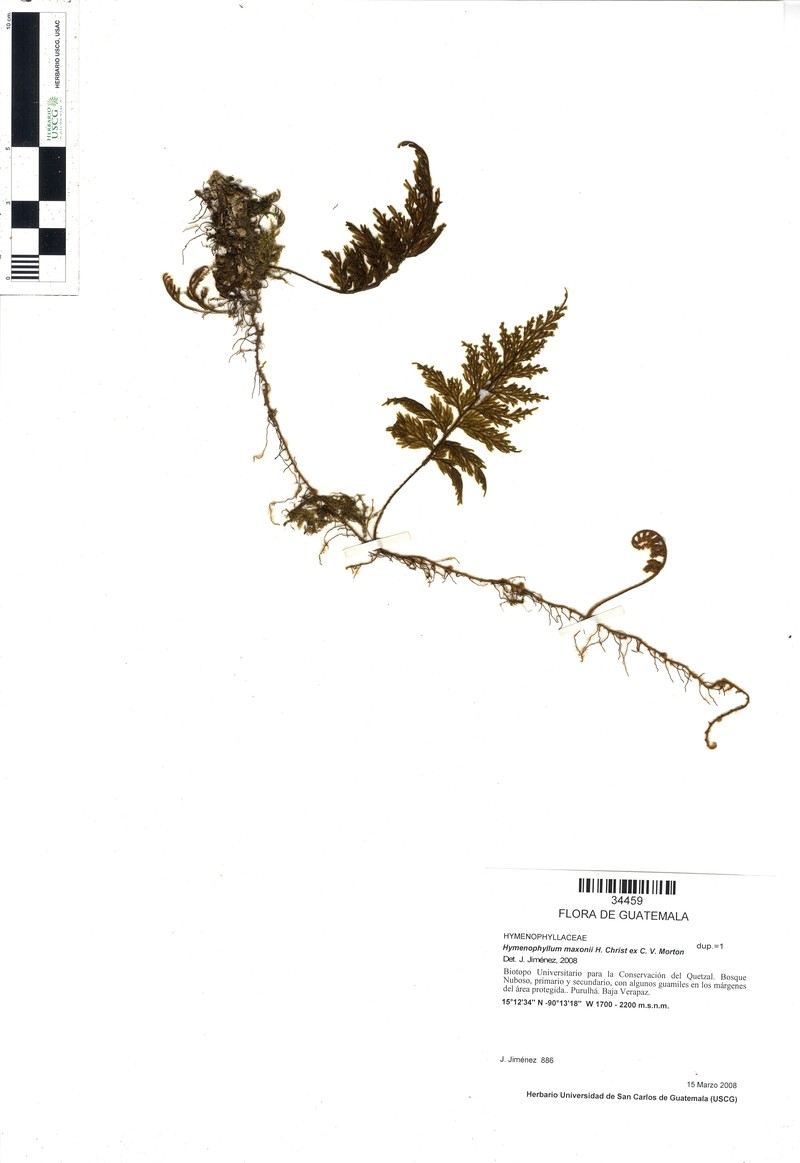 Hymenophyllum maxonii photo 2
