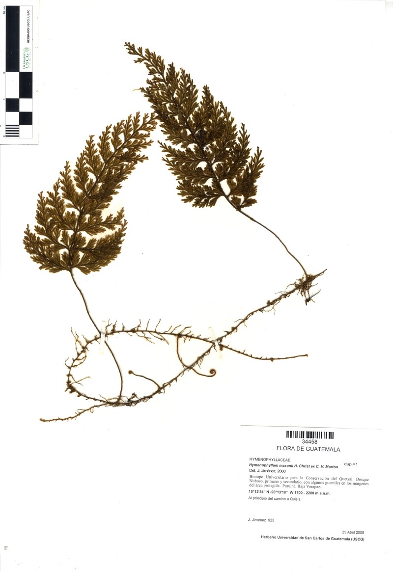 Hymenophyllum maxonii photo 3