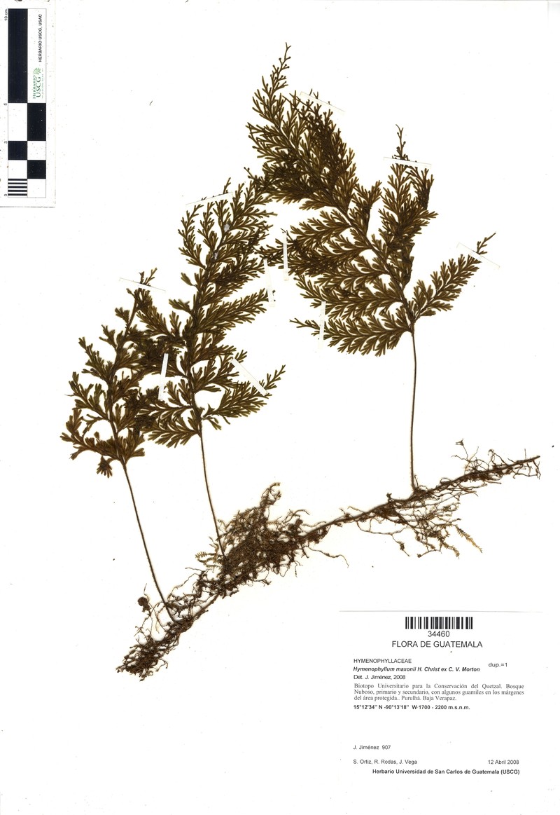 Hymenophyllum maxonii photo 4
