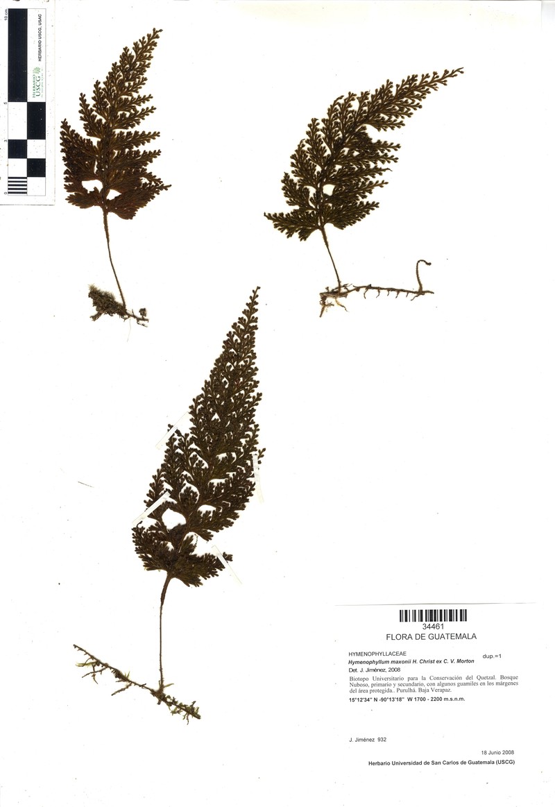 Hymenophyllum maxonii photo 5