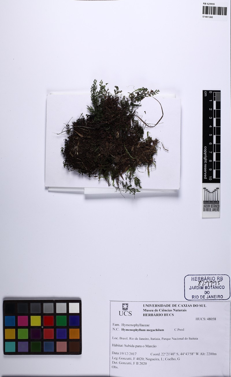 Hymenophyllum megachilum
