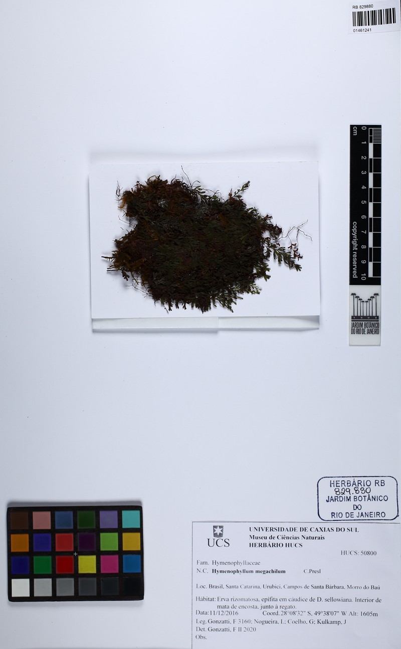 Hymenophyllum megachilum photo 2
