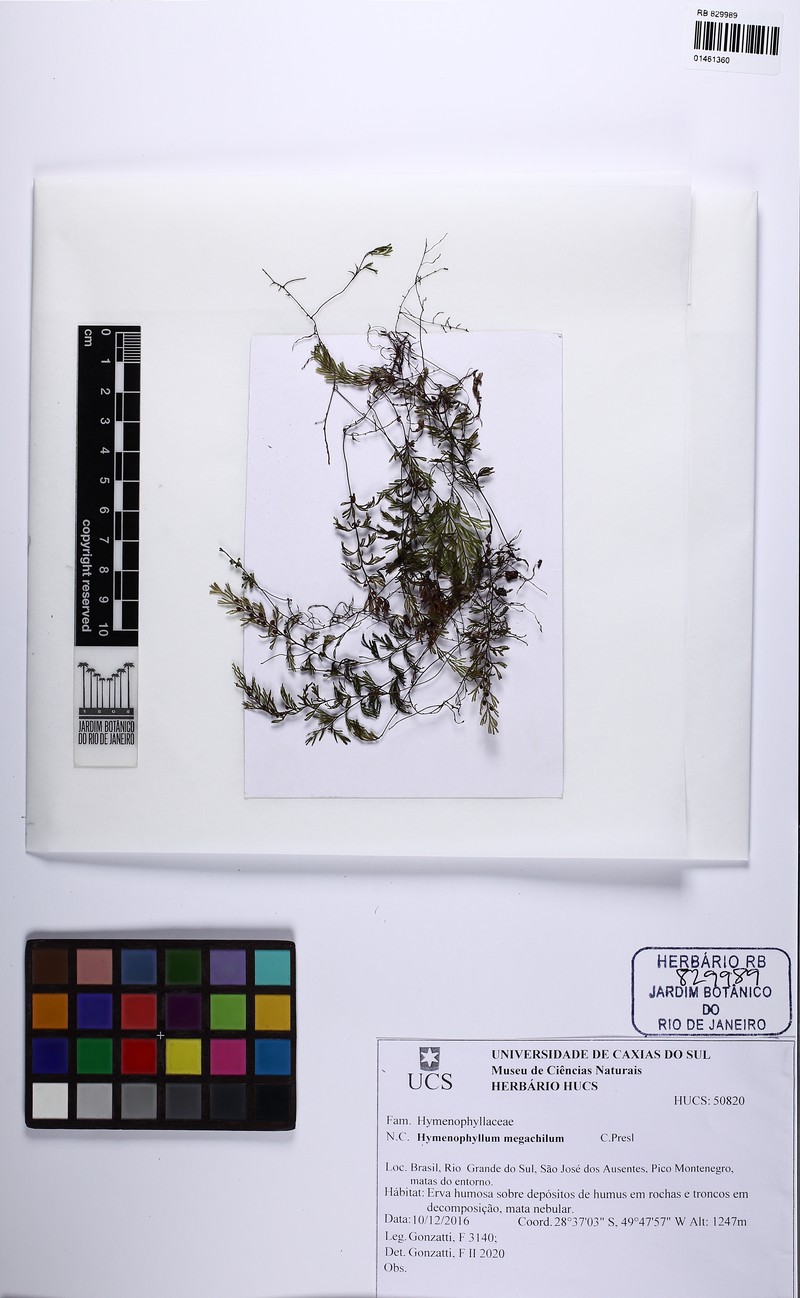 Hymenophyllum megachilum photo 3