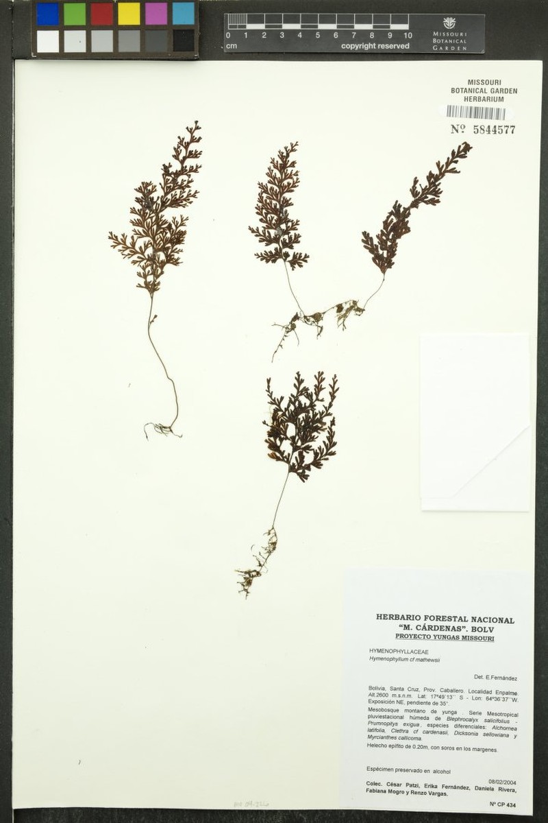 Hymenophyllum megachilum photo 4