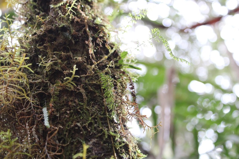 Hymenophyllum melanosorum