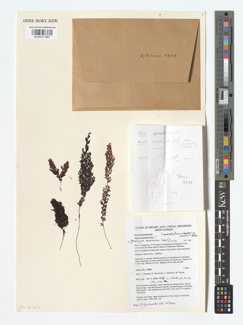 Hymenophyllum melanosorum photo 3