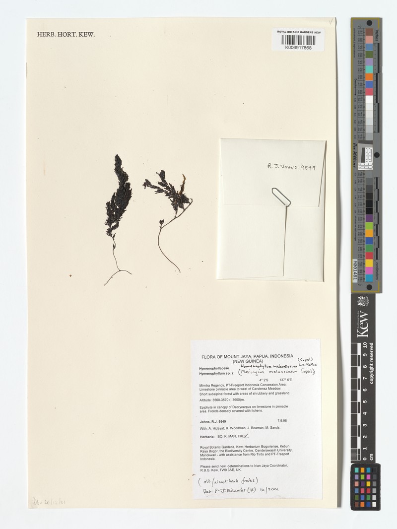 Hymenophyllum melanosorum photo 5