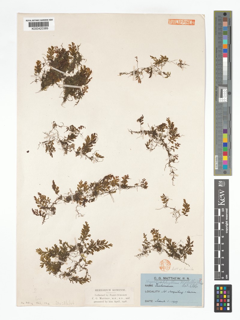 Hymenophyllum merrillii photo 2