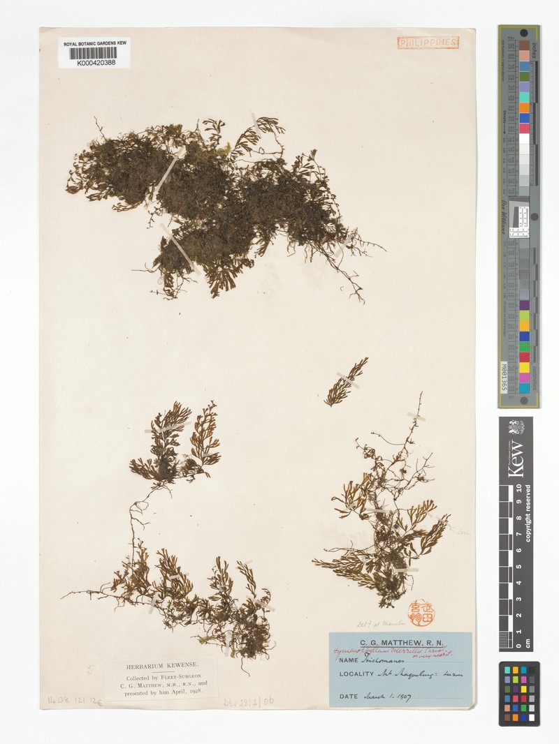 Hymenophyllum merrillii photo 3
