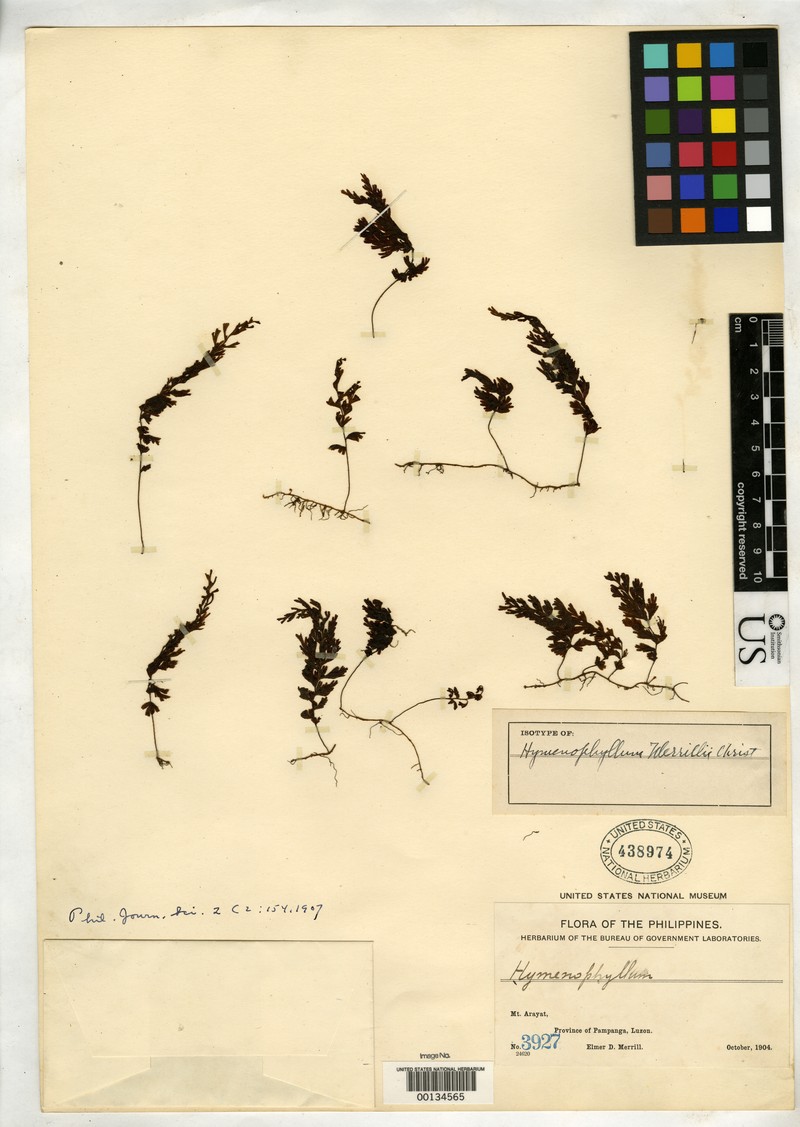 Hymenophyllum merrillii