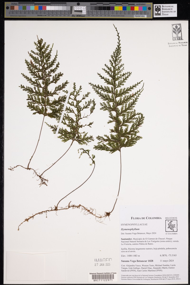 Creeping Filmy Fern
