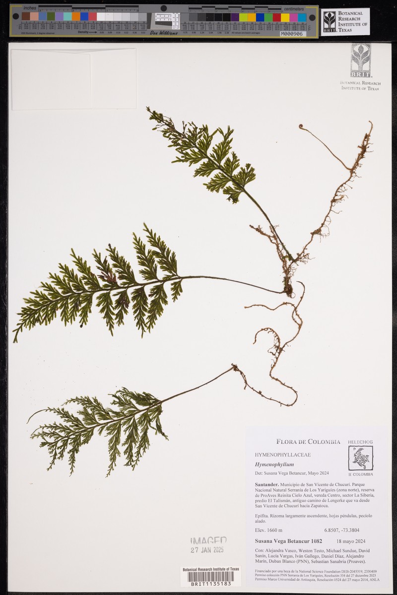 Creeping Filmy Fern photo 2