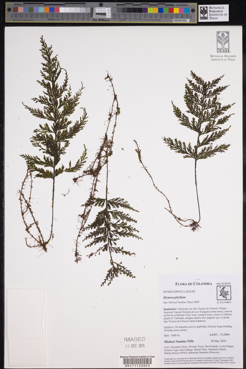 Creeping Filmy Fern photo 4