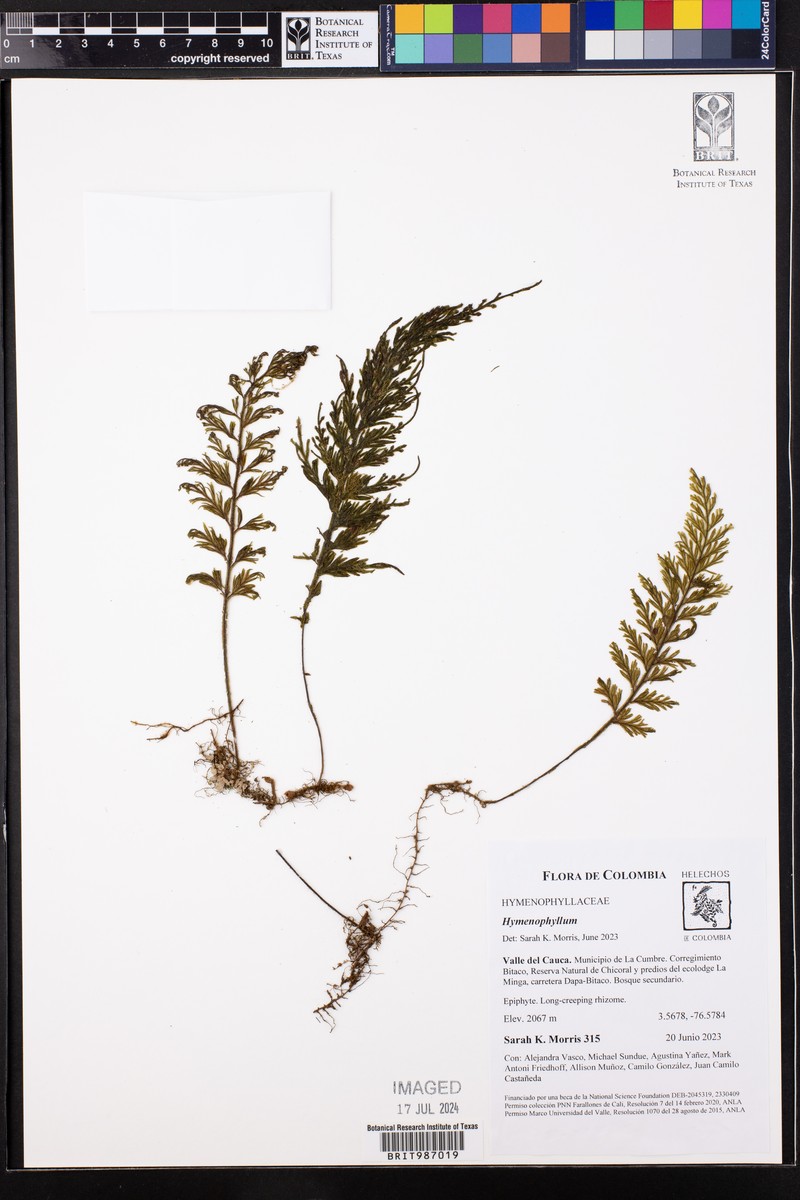 Creeping Filmy Fern photo 5