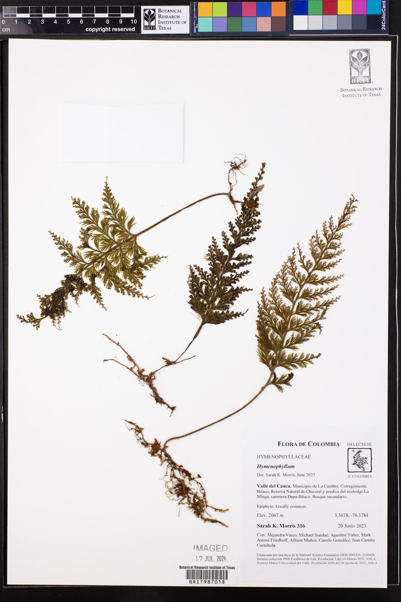 Creeping Filmy Fern photo 6