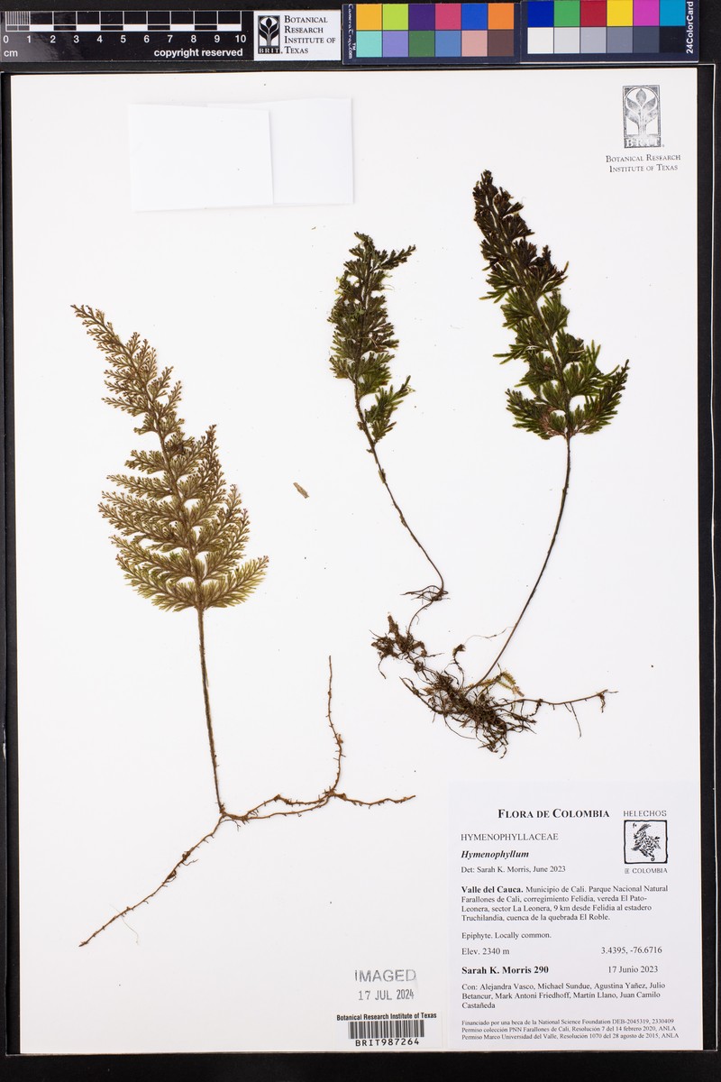 Creeping Filmy Fern photo 7