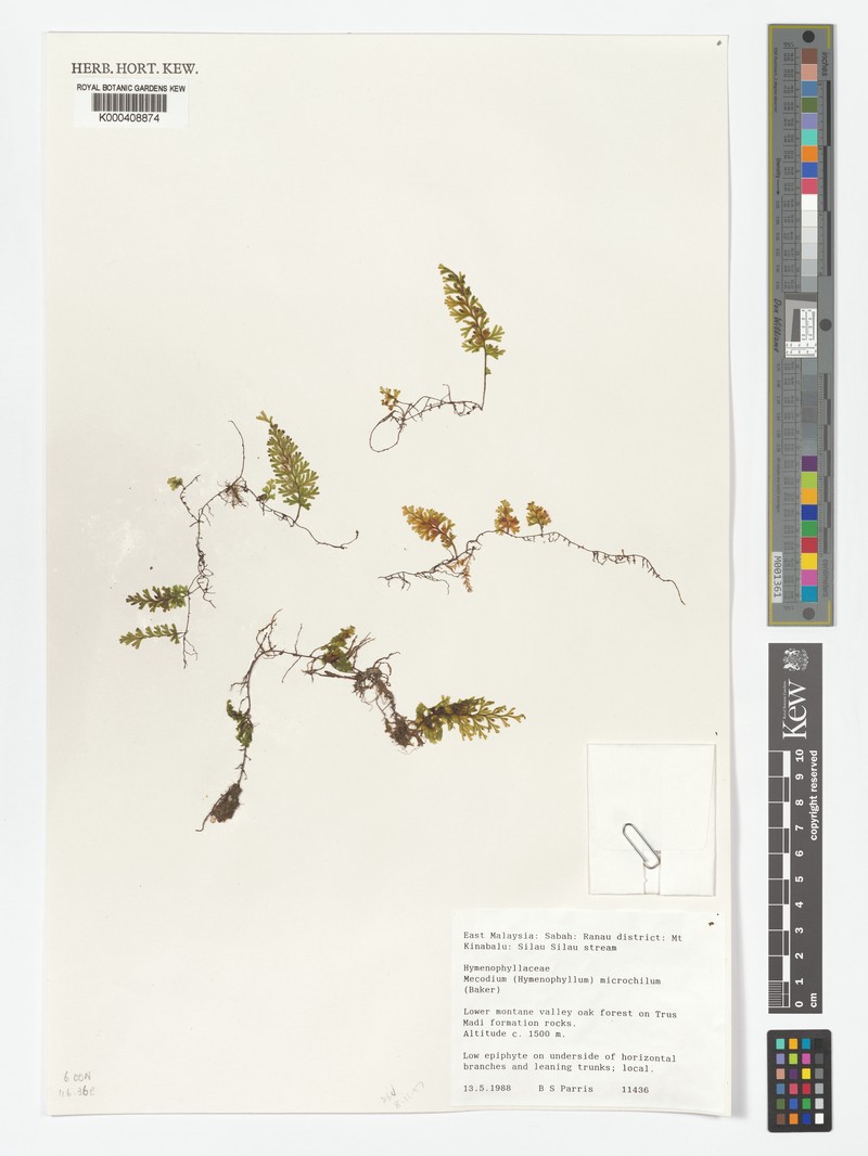 Hymenophyllum microchilum
