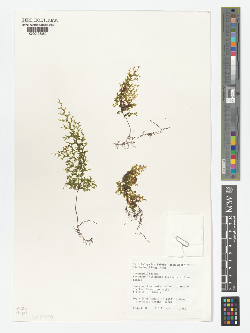 Hymenophyllum microchilum photo 2