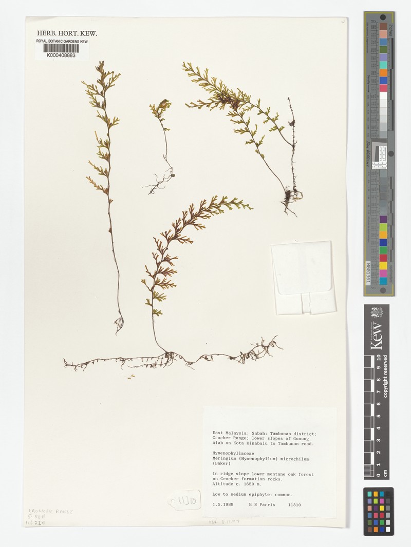 Hymenophyllum microchilum photo 3