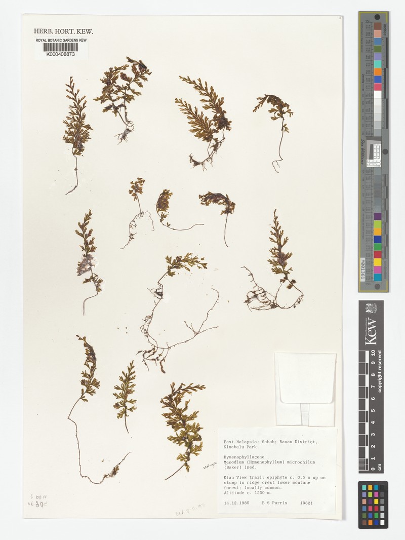 Hymenophyllum microchilum photo 4