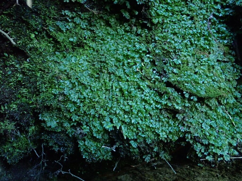 Hymenophyllum minimum photo 2