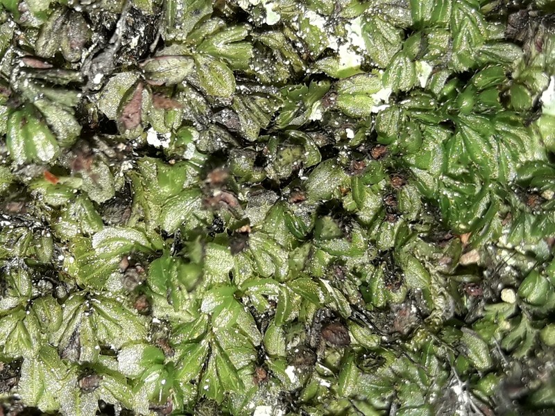 Hymenophyllum minimum photo 3
