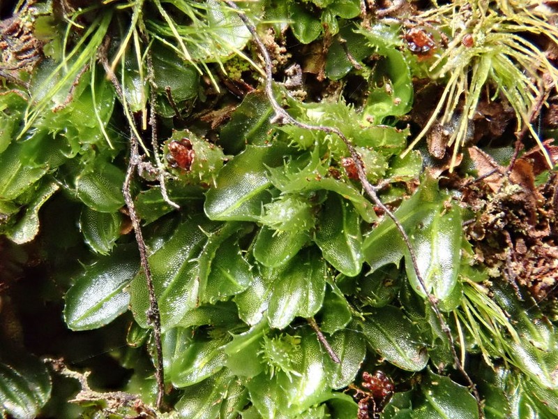 Hymenophyllum minimum photo 4