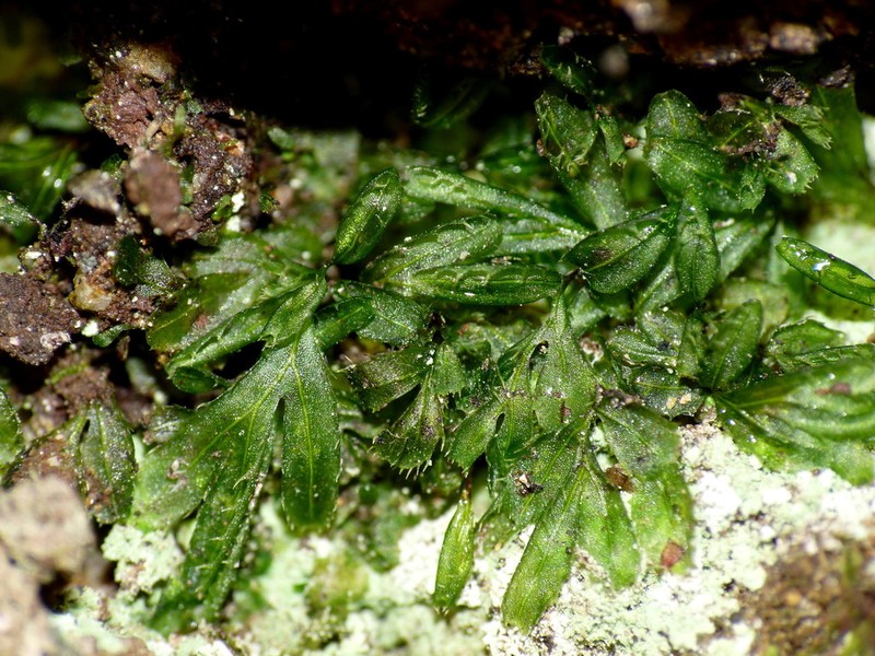 Hymenophyllum minimum photo 5