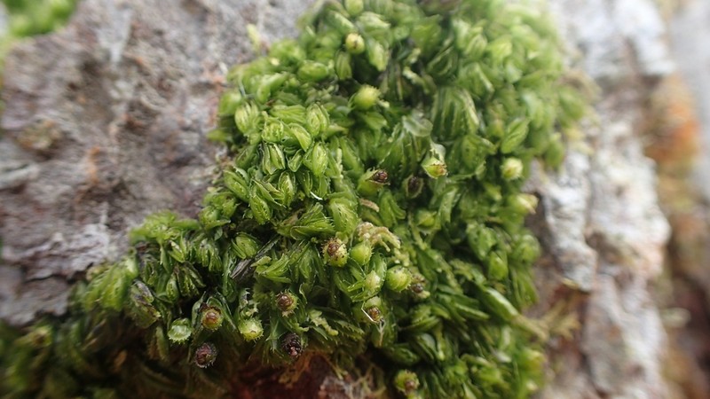 Hymenophyllum minimum photo 6