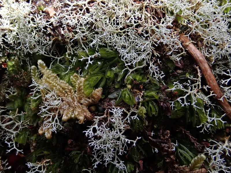Hymenophyllum minimum photo 7