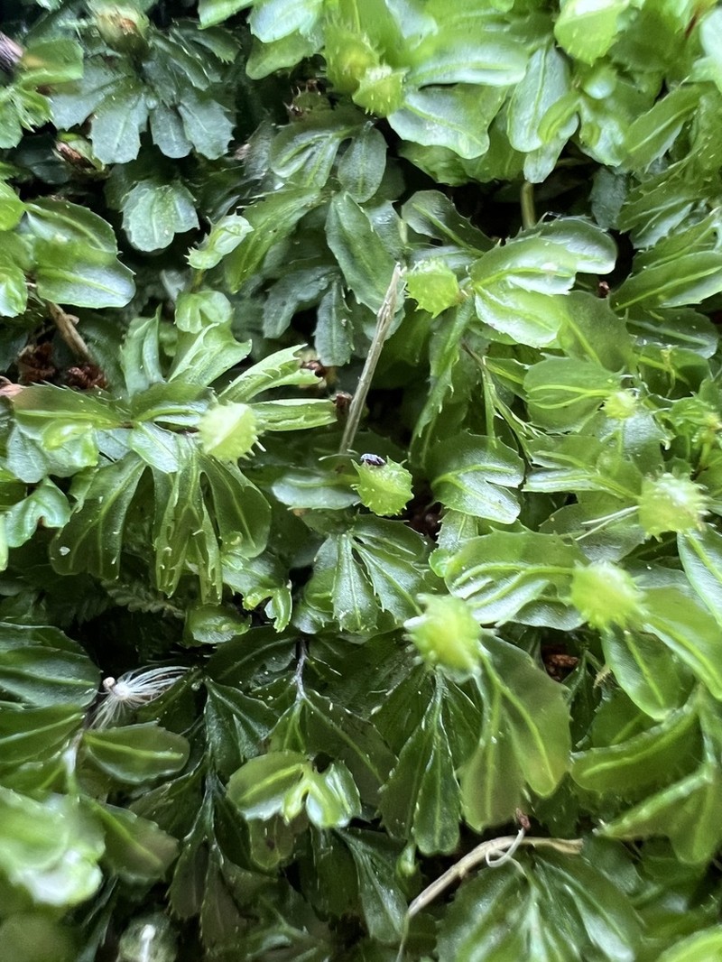 Hymenophyllum minimum photo 8