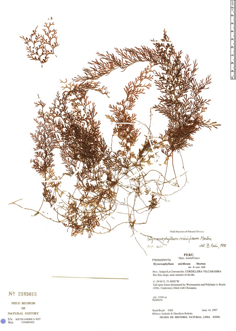 Hymenophyllum mirificum