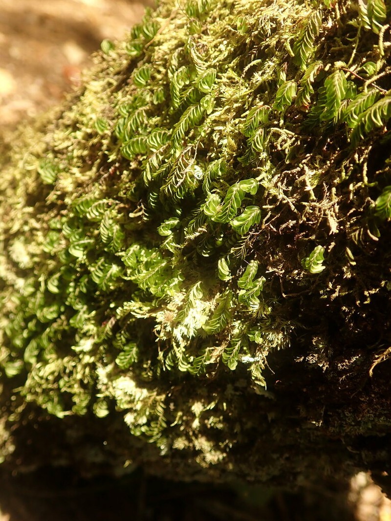 Hymenophyllum mnioides