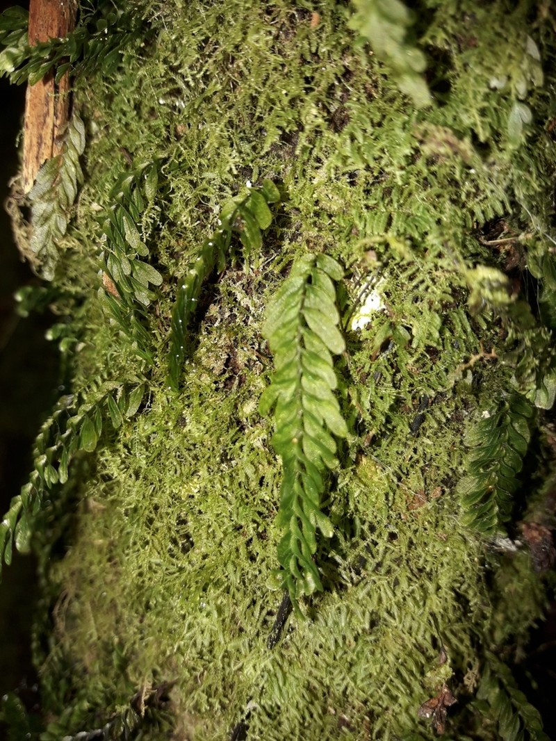 Hymenophyllum mnioides photo 3