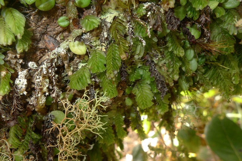 Hymenophyllum mnioides photo 6