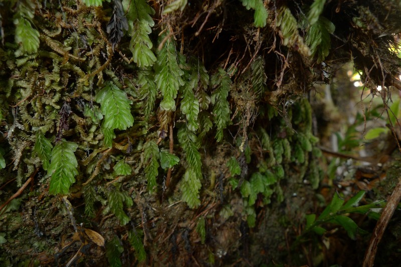 Hymenophyllum mnioides photo 7