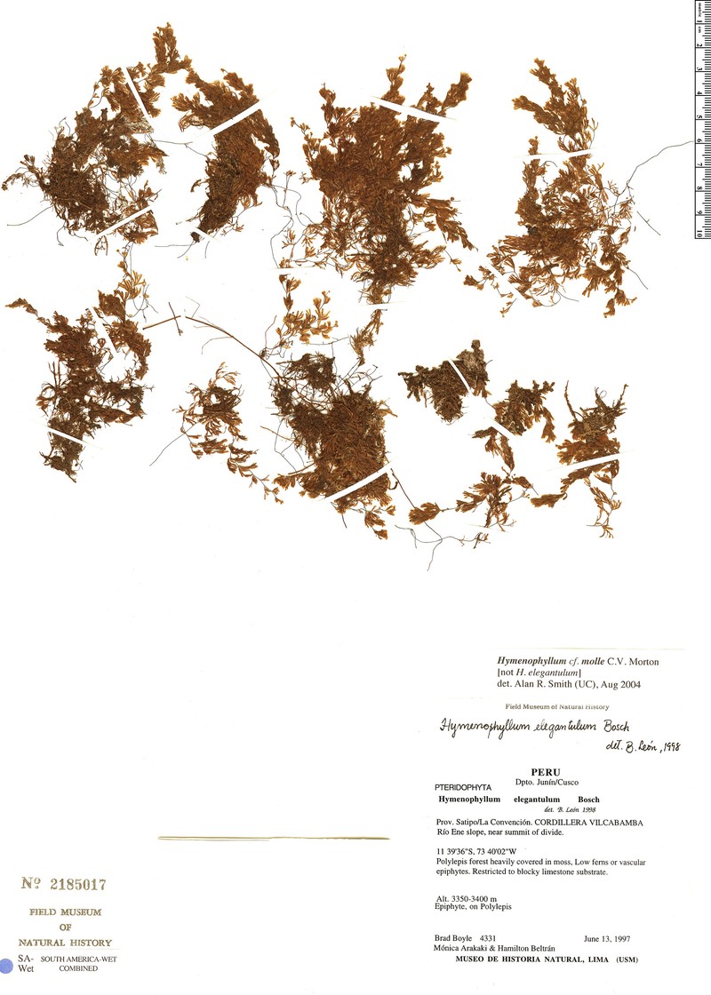 Hymenophyllum molle