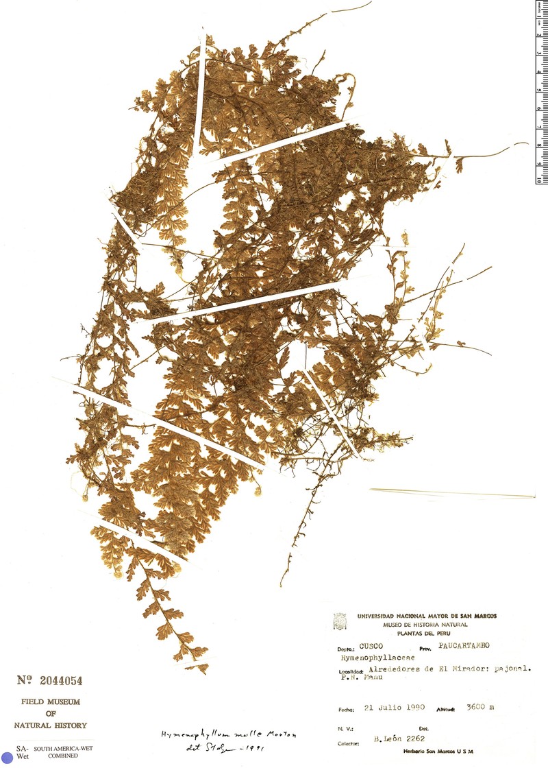 Hymenophyllum molle photo 2