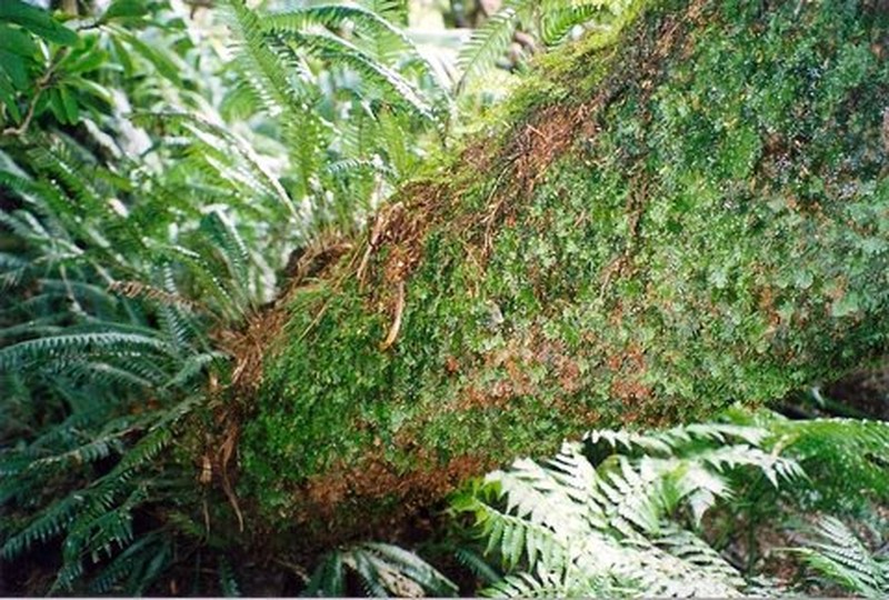Hymenophyllum moorei