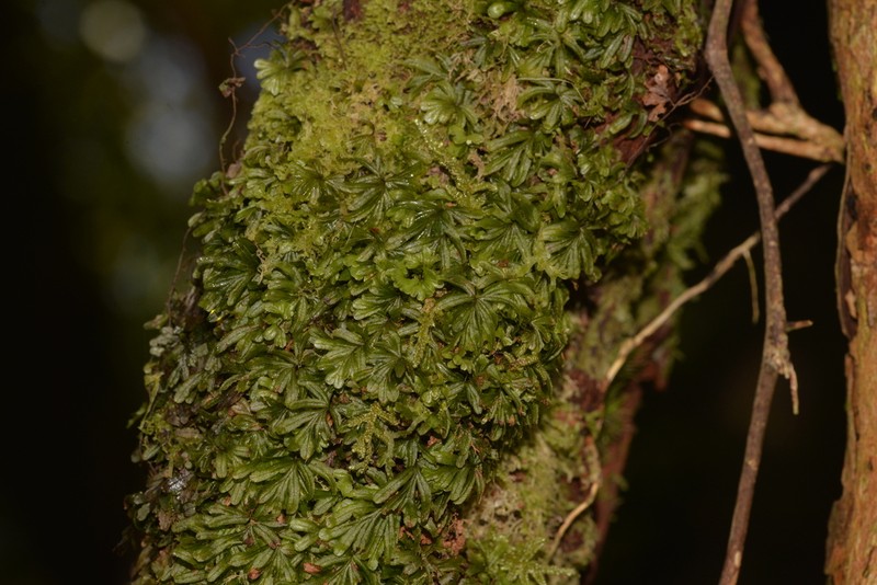 Hymenophyllum moorei photo 2