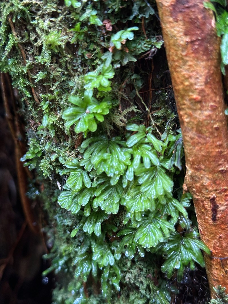 Hymenophyllum moorei photo 3