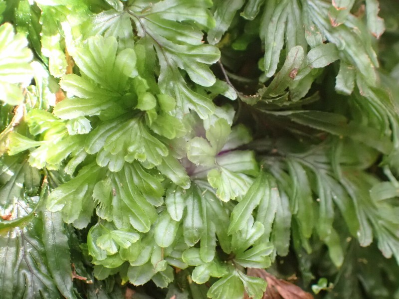 Hymenophyllum moorei photo 4