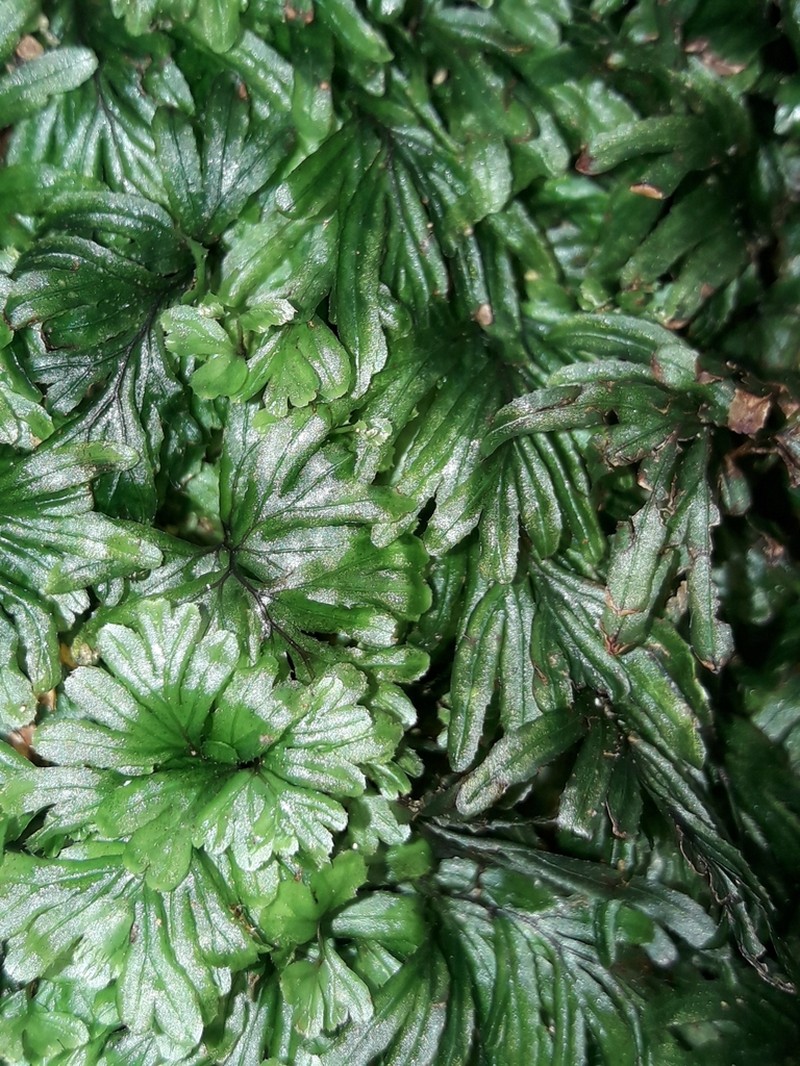 Hymenophyllum moorei photo 5
