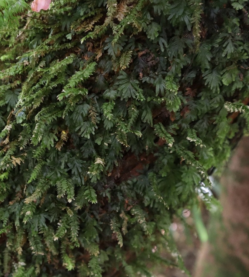 Hymenophyllum moorei photo 6