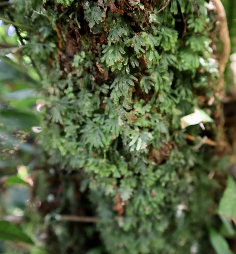 Hymenophyllum moorei photo 7