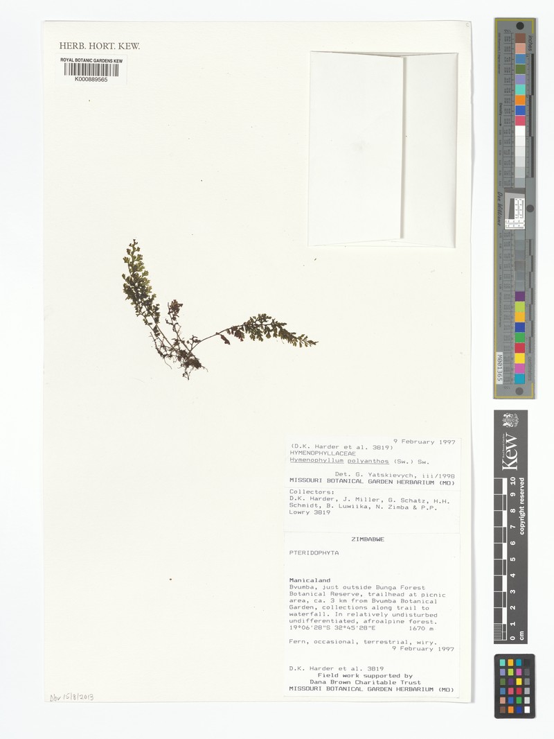 Hymenophyllum mossambicense