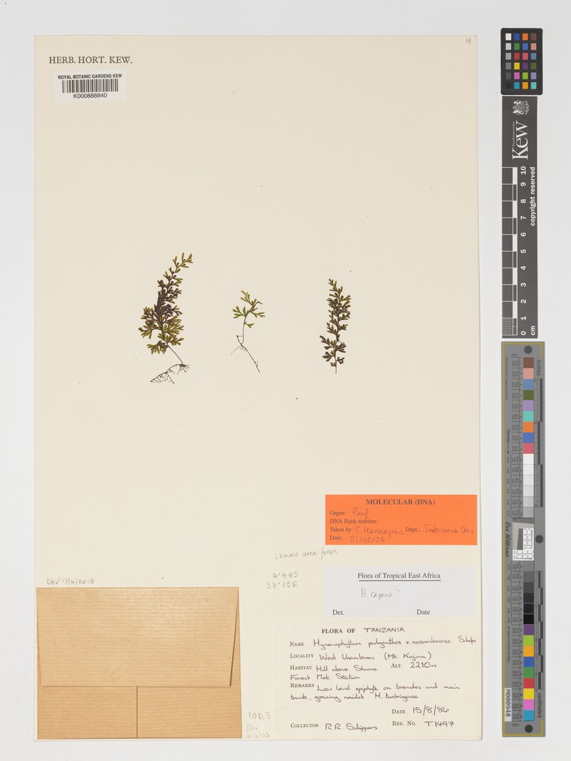 Hymenophyllum mossambicense photo 2