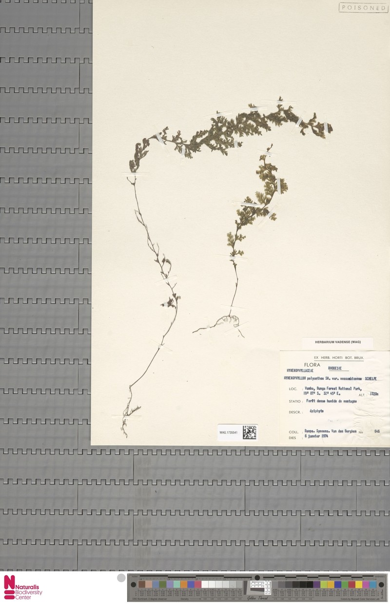 Hymenophyllum mossambicense photo 3
