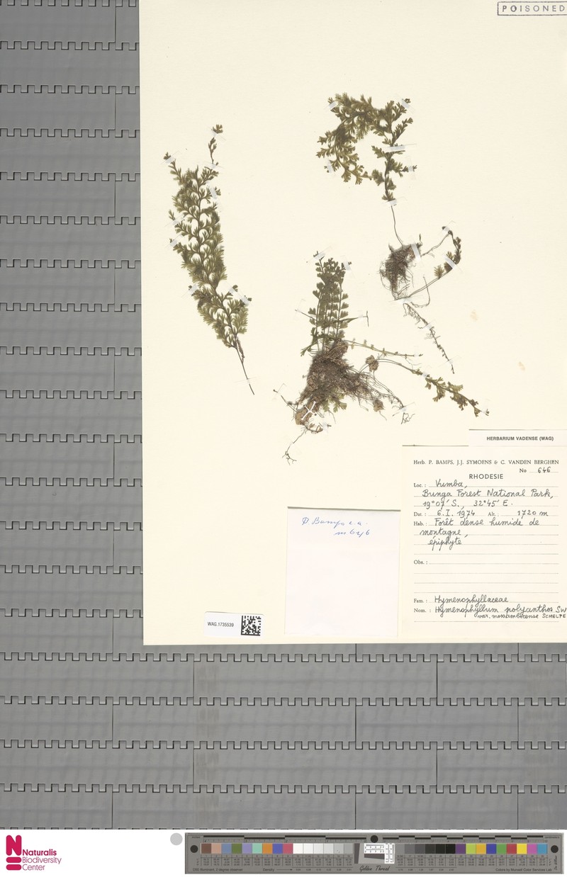 Hymenophyllum mossambicense photo 4
